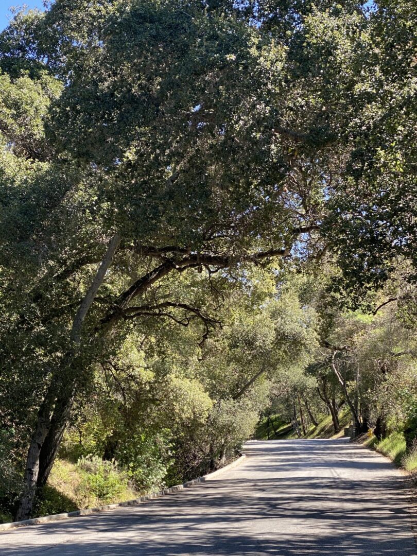 A Canopy of Trees Over a Road on Either Side