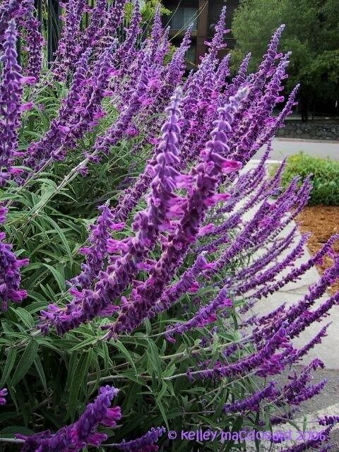 A Lavender Plant Planted Outside a House